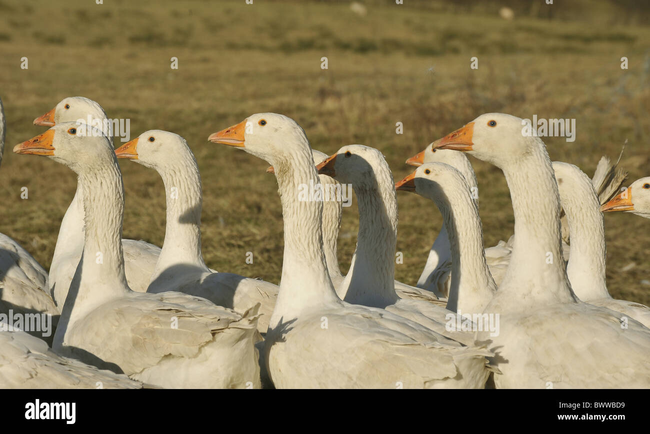 L'oie domestique, troupeau, adultes blancs, dans le champ, à l'effritement, Lancashire, Angleterre, hiver Banque D'Images