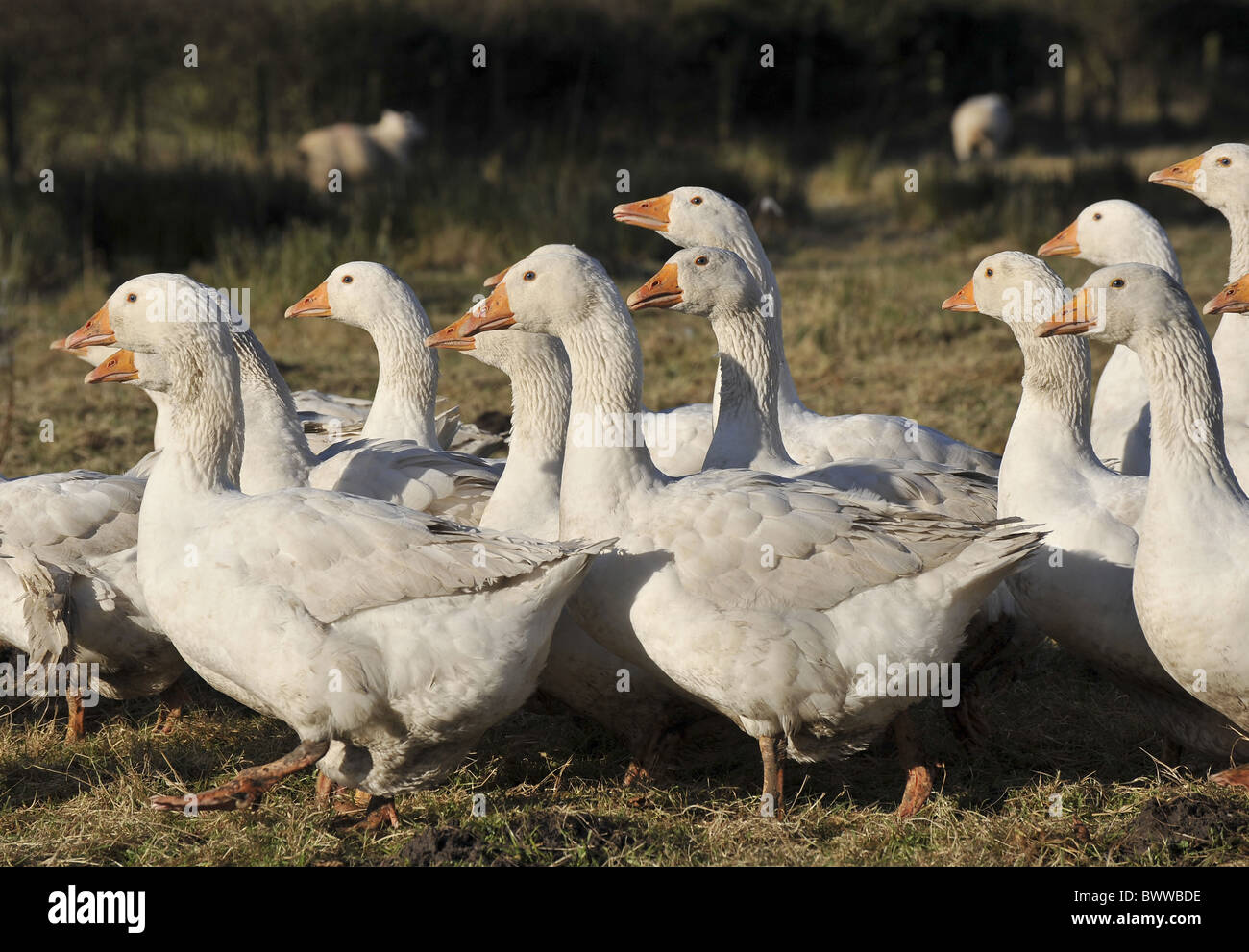 L'oie domestique, troupeau, adultes blancs, marchant dans le champ, à l'effritement, Lancashire, Angleterre, hiver Banque D'Images