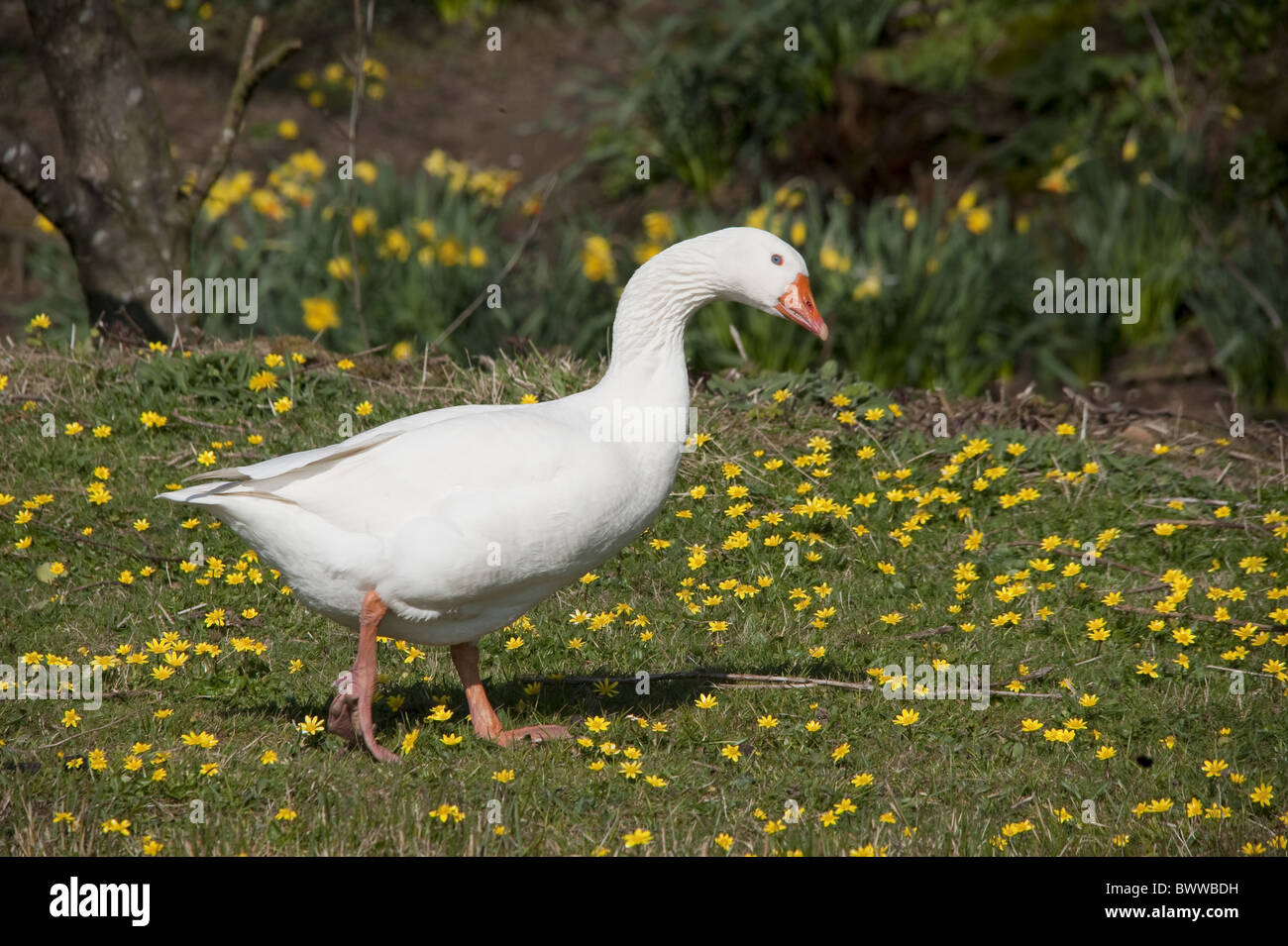 L'oie domestique, blanc adulte, marcher parmi les fleurs du printemps, en Angleterre, avril Banque D'Images