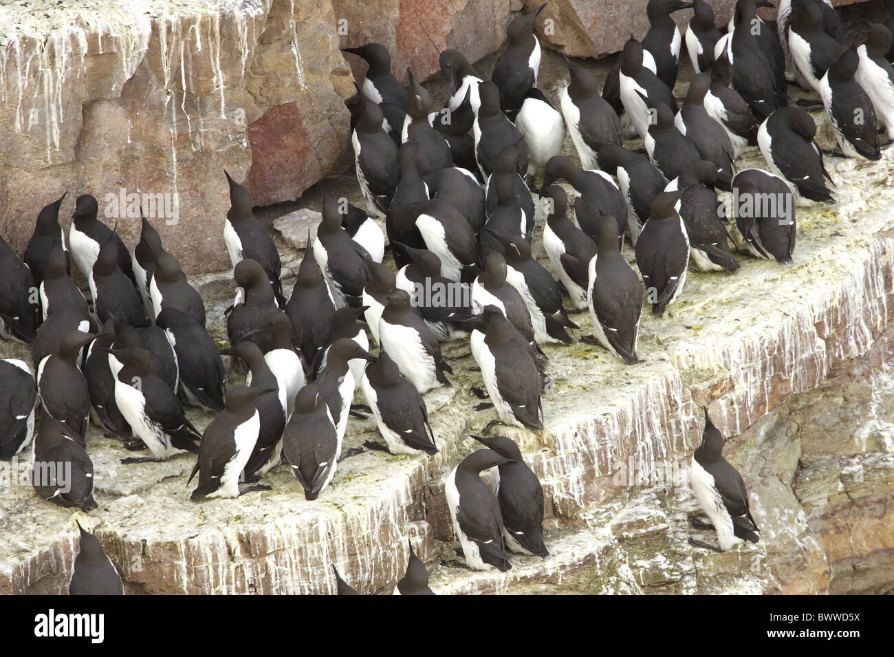 Guillemot (Uria aalge) Groupe sur la falaise rocheuse, Sutherland, Highlands, Scotland, printemps Banque D'Images