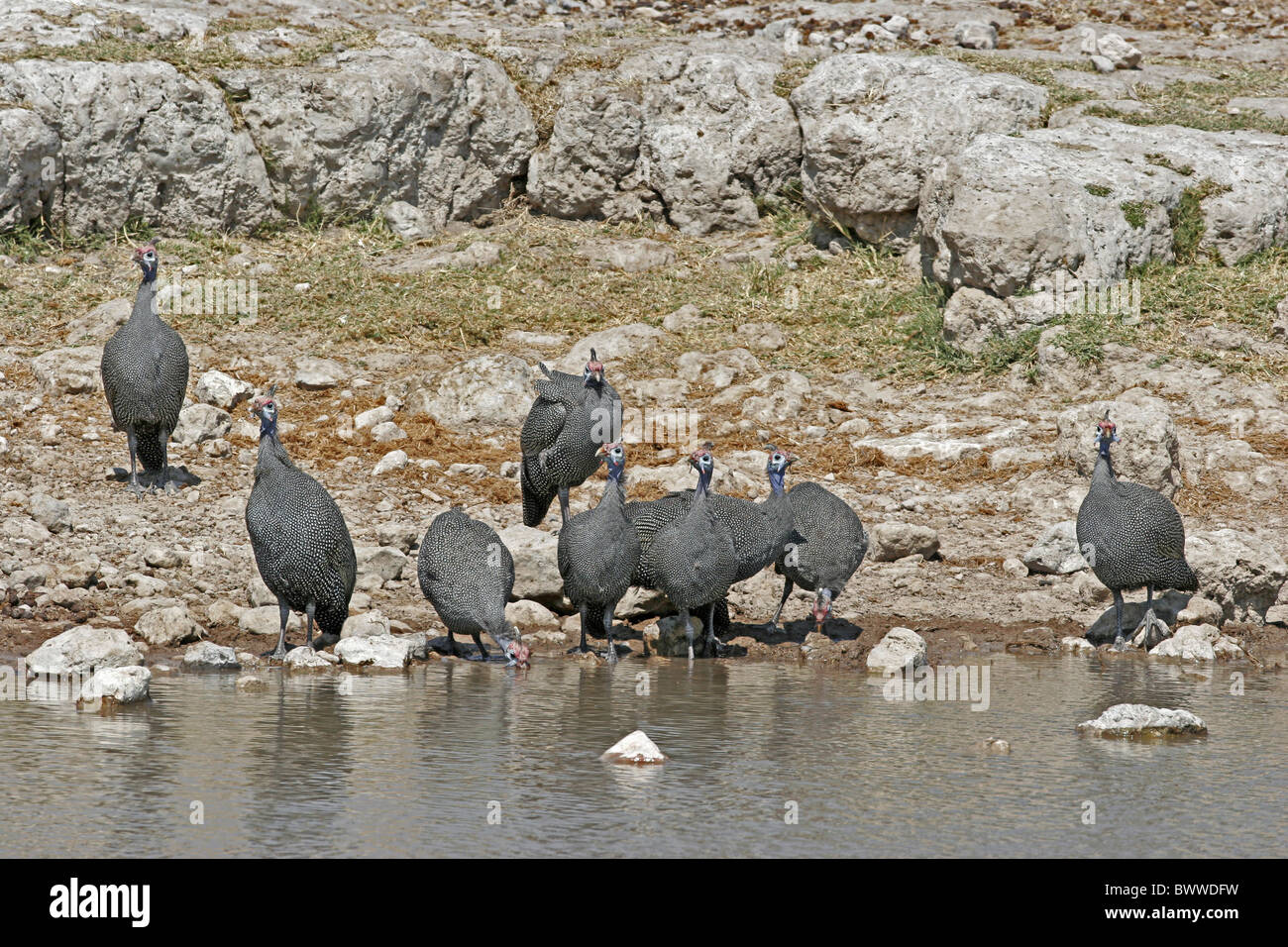 Pintade de Numidie (Numida meleagris) adultes, troupeau d'alcool au point d'Etosha, Namibie, N.P., août Banque D'Images