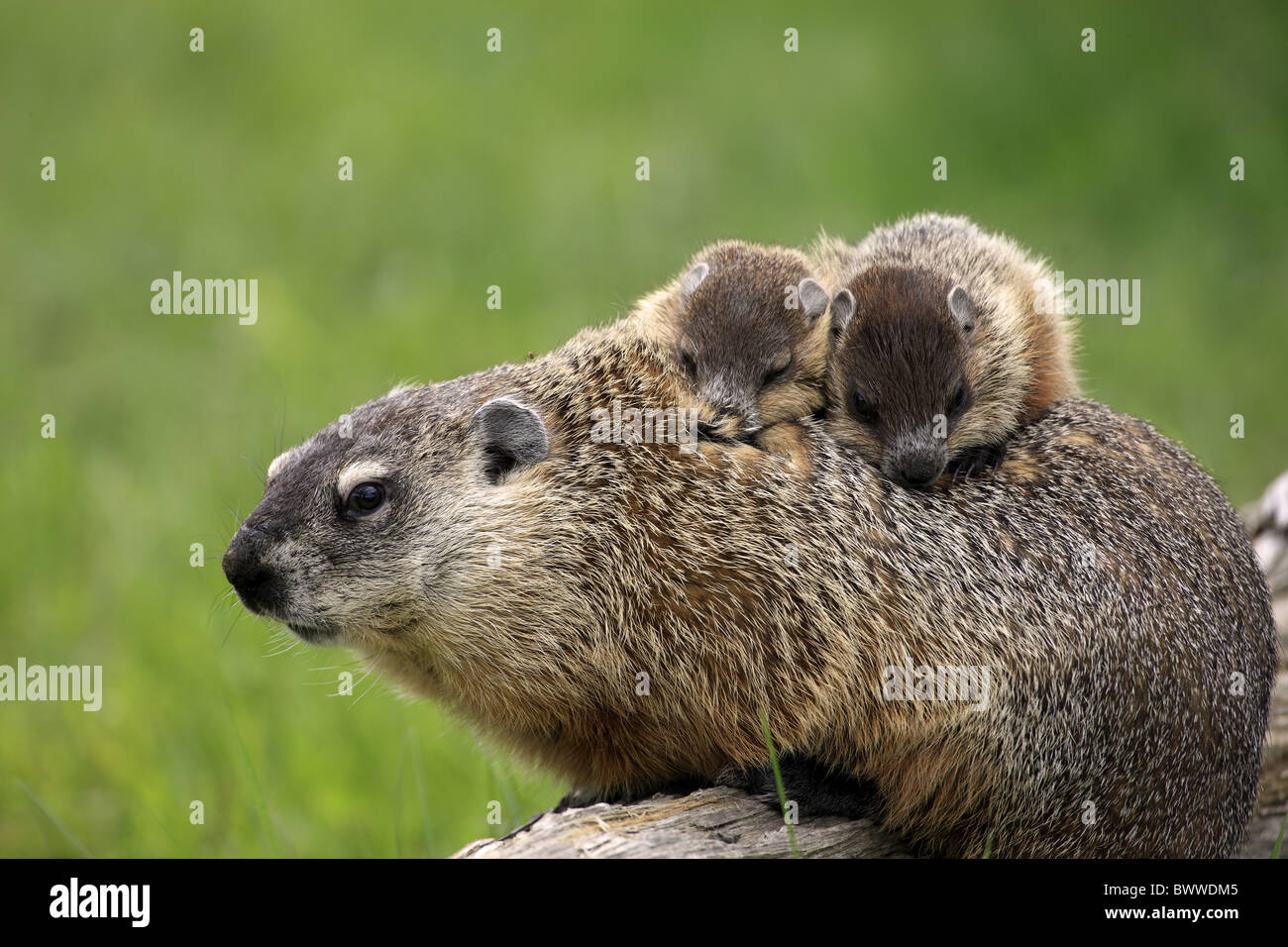 Mutter mit Bébé maman avec bébé Sozialverhalten comportement social marmotte commune