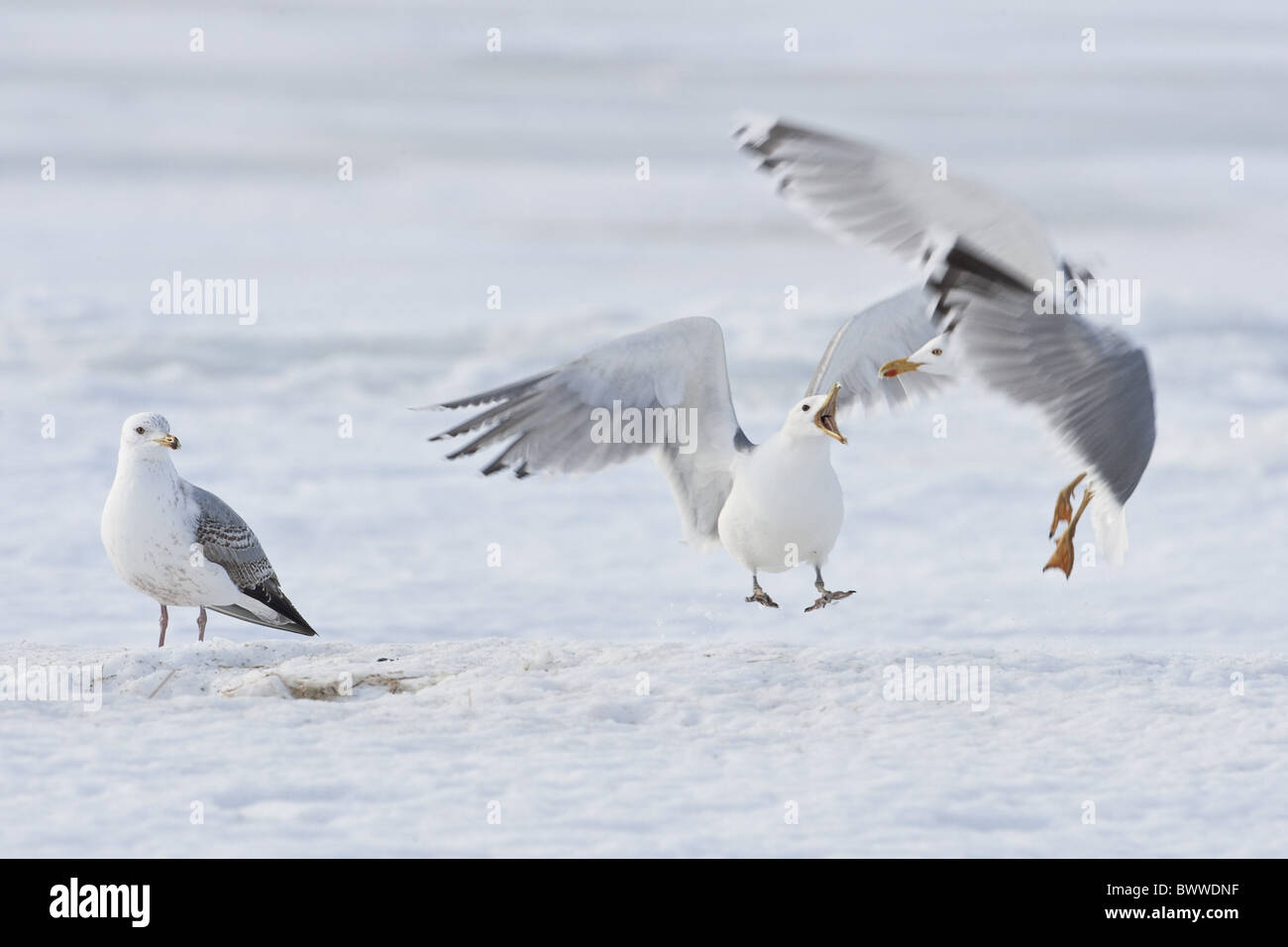Moindre Goéland marin (Larus fuscus), adultes chasse Goéland argenté (Larus argentatus), avec Goéland marin immature, Lokka, la Finlande, l'hiver Banque D'Images