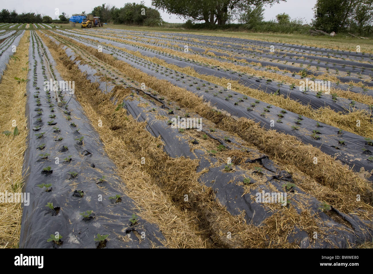 Les jeunes plants de fraisier Elsanta, de moins de 30 jours se développer sur des lits surélevés couverts en plastique noir. Ces lits surélevés Banque D'Images