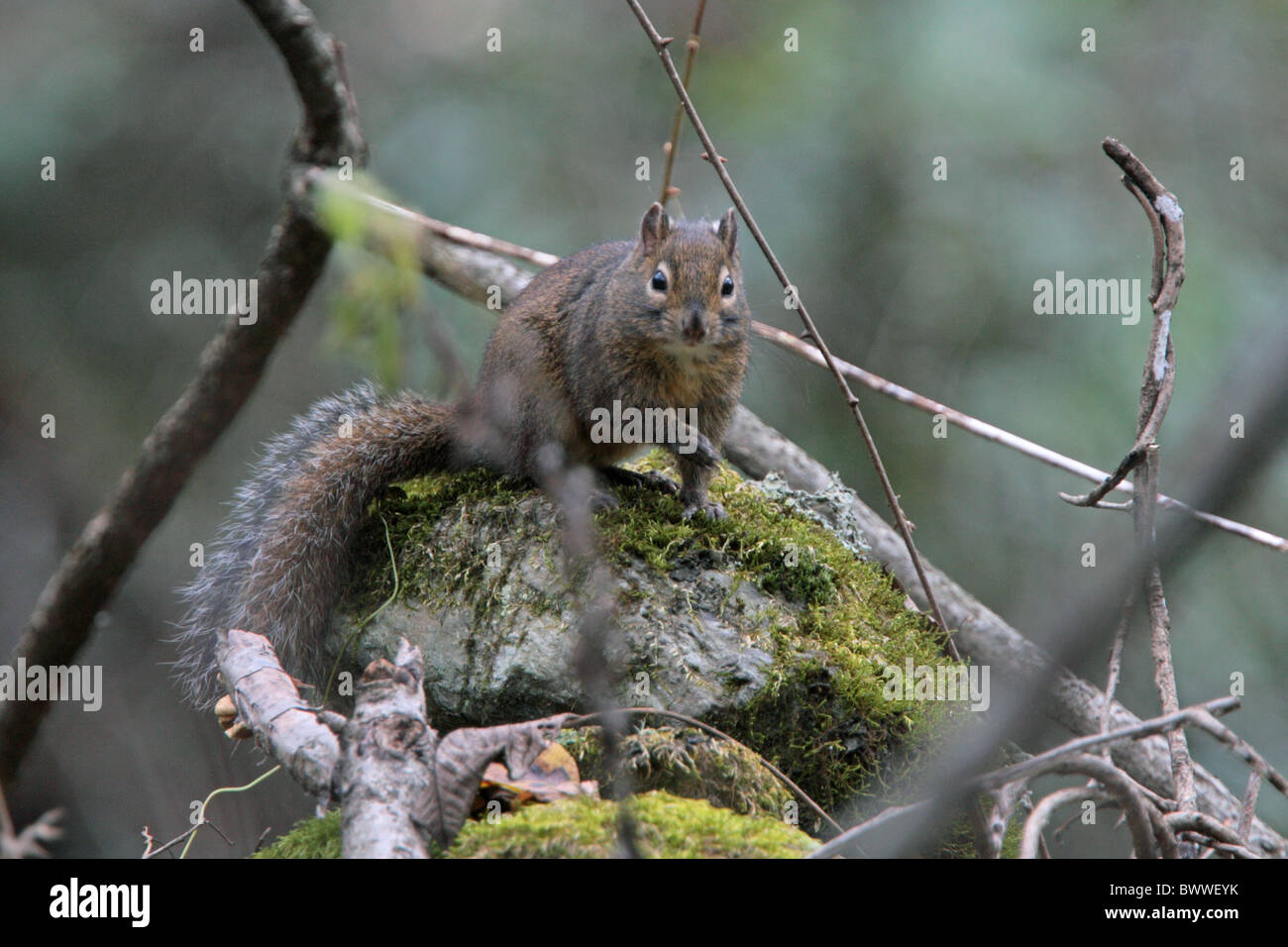 Pere David's rock Squirrel (Sciurotamias davidianus) adulte, assis sur la roche, Tangjiahe National Nature Reserve, Sichuan, Chine, Banque D'Images