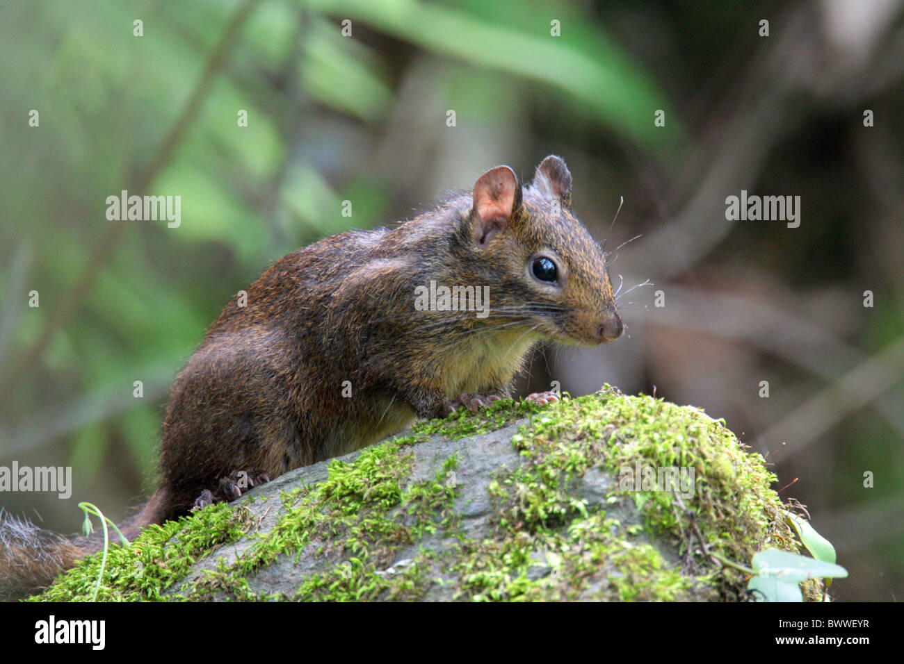 Sciurotamias davidi Pere Armand David animal animaux Mammifères Mammifères Rongeurs rongeurs écureuils écureuil asiatique asie chine chinese Banque D'Images