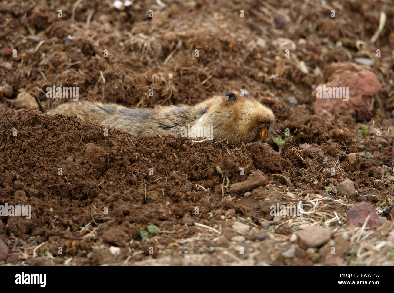 Rat-taupe géant (Tachyoryctes macrocephalus) adulte, creuser, pousser la terre vers l'extérieur de l'excavation, les montagnes de balle N.P., Oromia, Banque D'Images