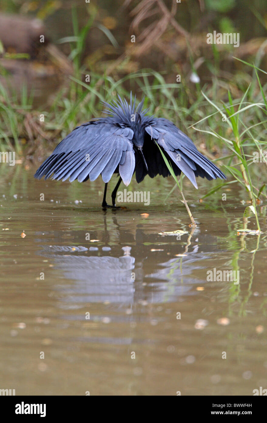Black Heron (Egretta ardesiaca) des profils, de la pêche, à l'aide d'ailes 'parapluie' à l'ombre de l'eau, l'Éthiopie, avril Banque D'Images