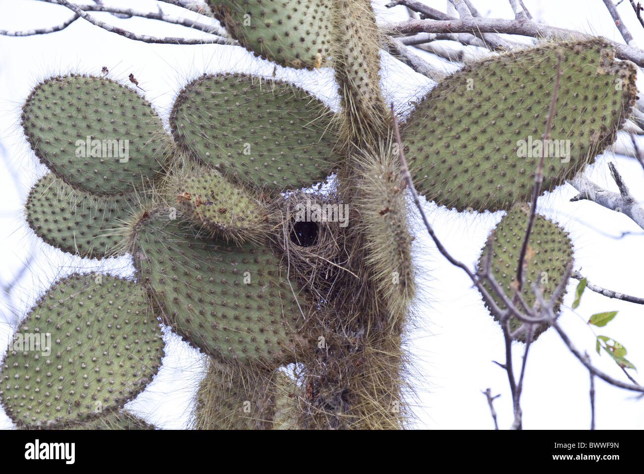 Des nids au sol en Cactus Finch Banque D'Images