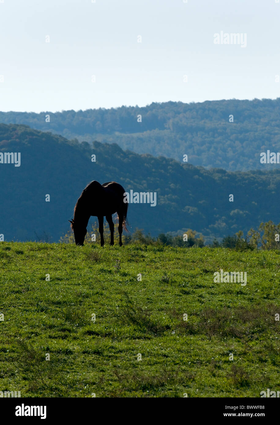 Vallée de Shenandoah en Virginie, les Blue Ridge Mountains en arrière-plan avec une silhouette du cheval et des pâturages dans l'avant-plan. Banque D'Images