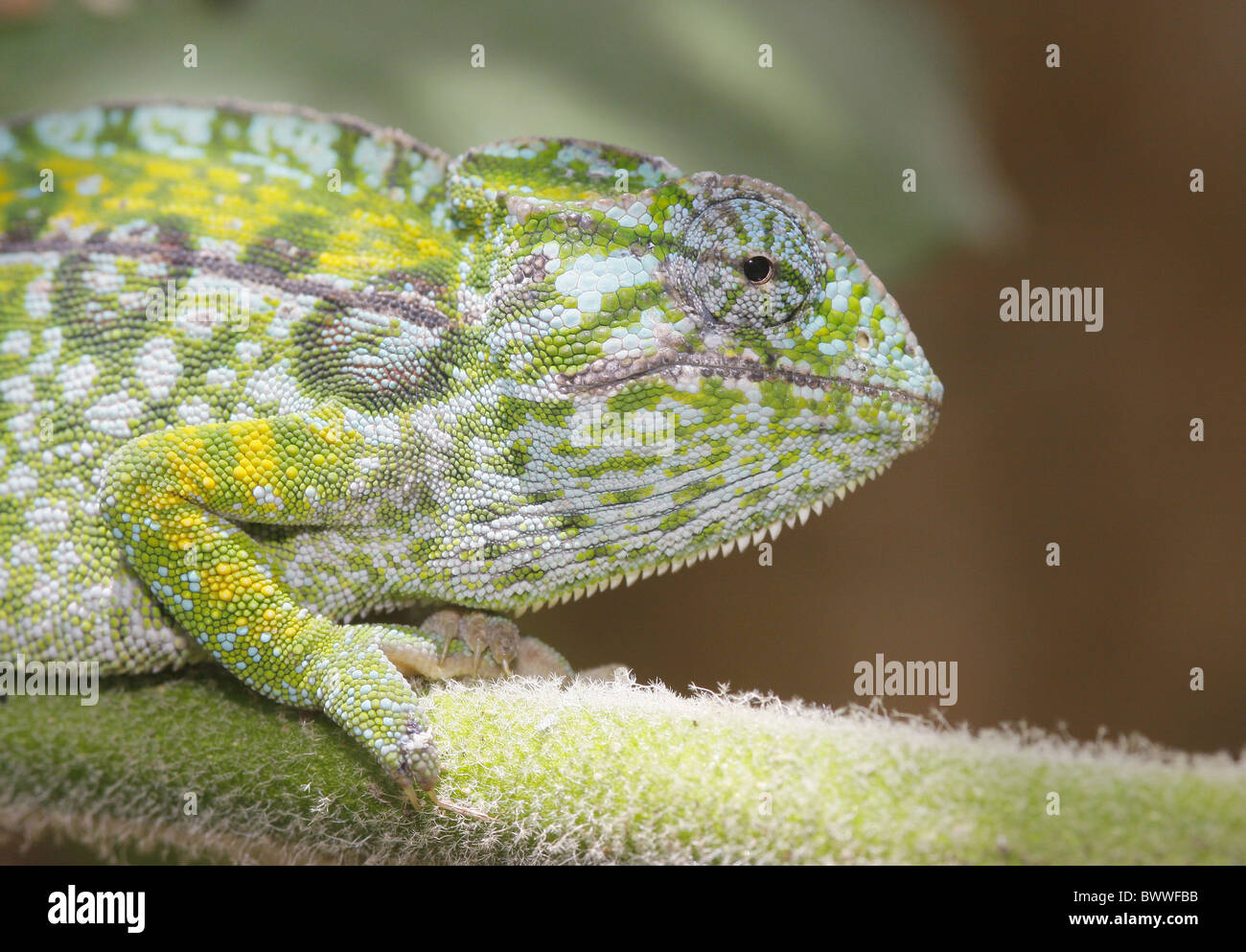 Reptiles lézard caméléon caméléons reptiles lézards animal animaux — free download