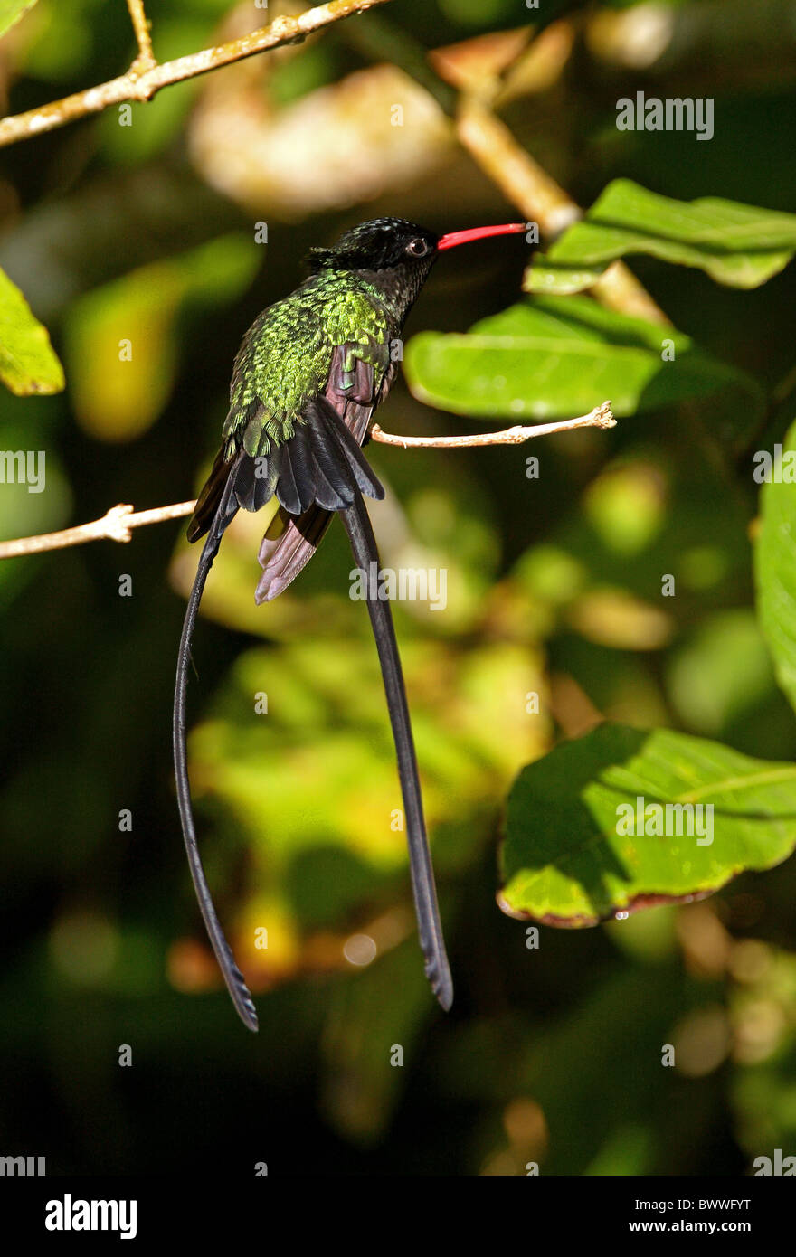 Red-billed Streamertail Trochilus polytmus (Hummingbird) mâle adulte, soleil, perché sur des rameaux, Marshall's Pen, Jamaïque, novembre Banque D'Images