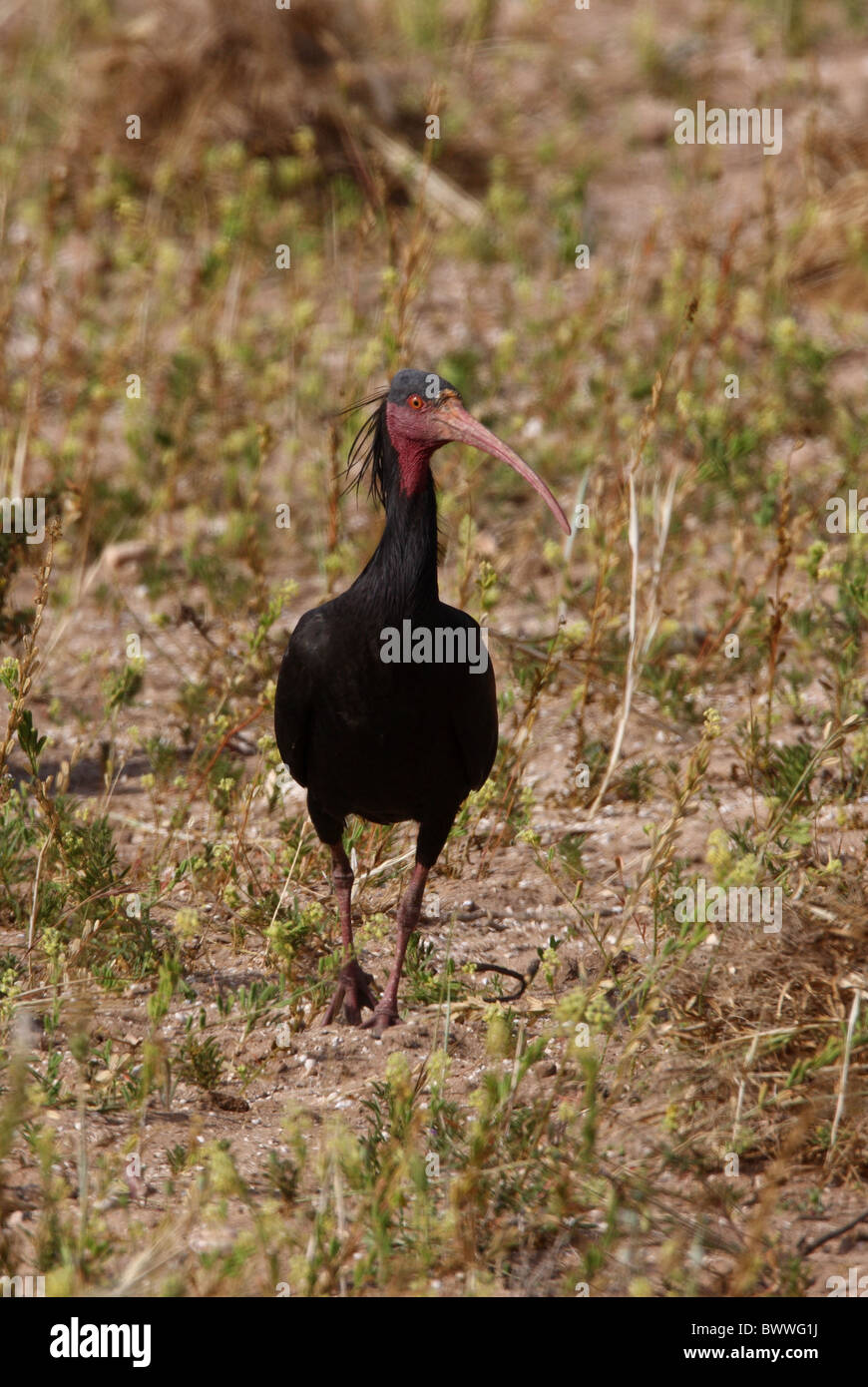 Ibis chauve (Geronticus eremita) adulte, la marche dans le sable, Maroc, mai Banque D'Images