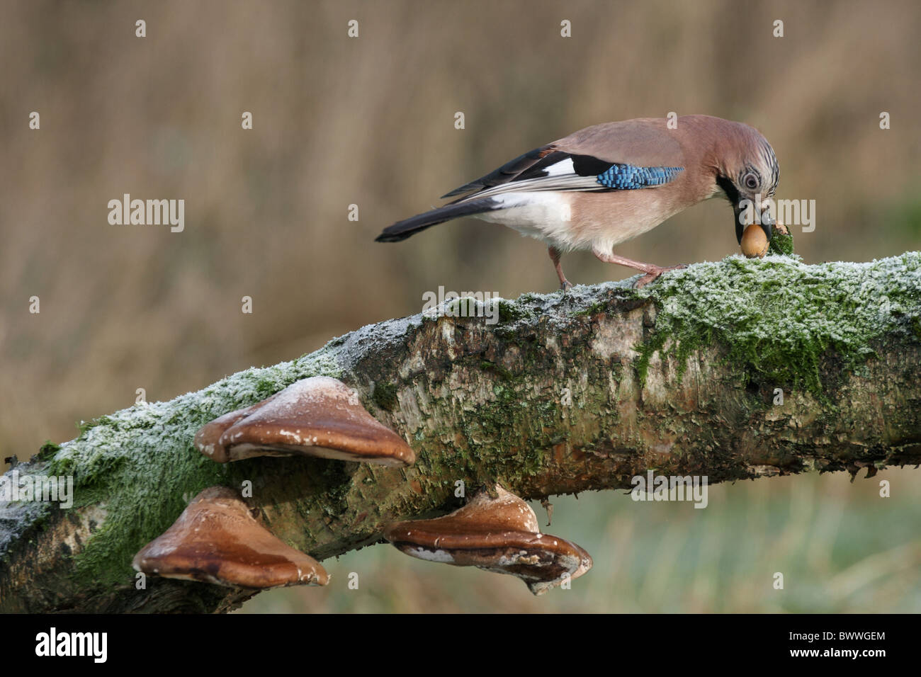 Eurasian Jay Garrulus glandarius Banque D'Images