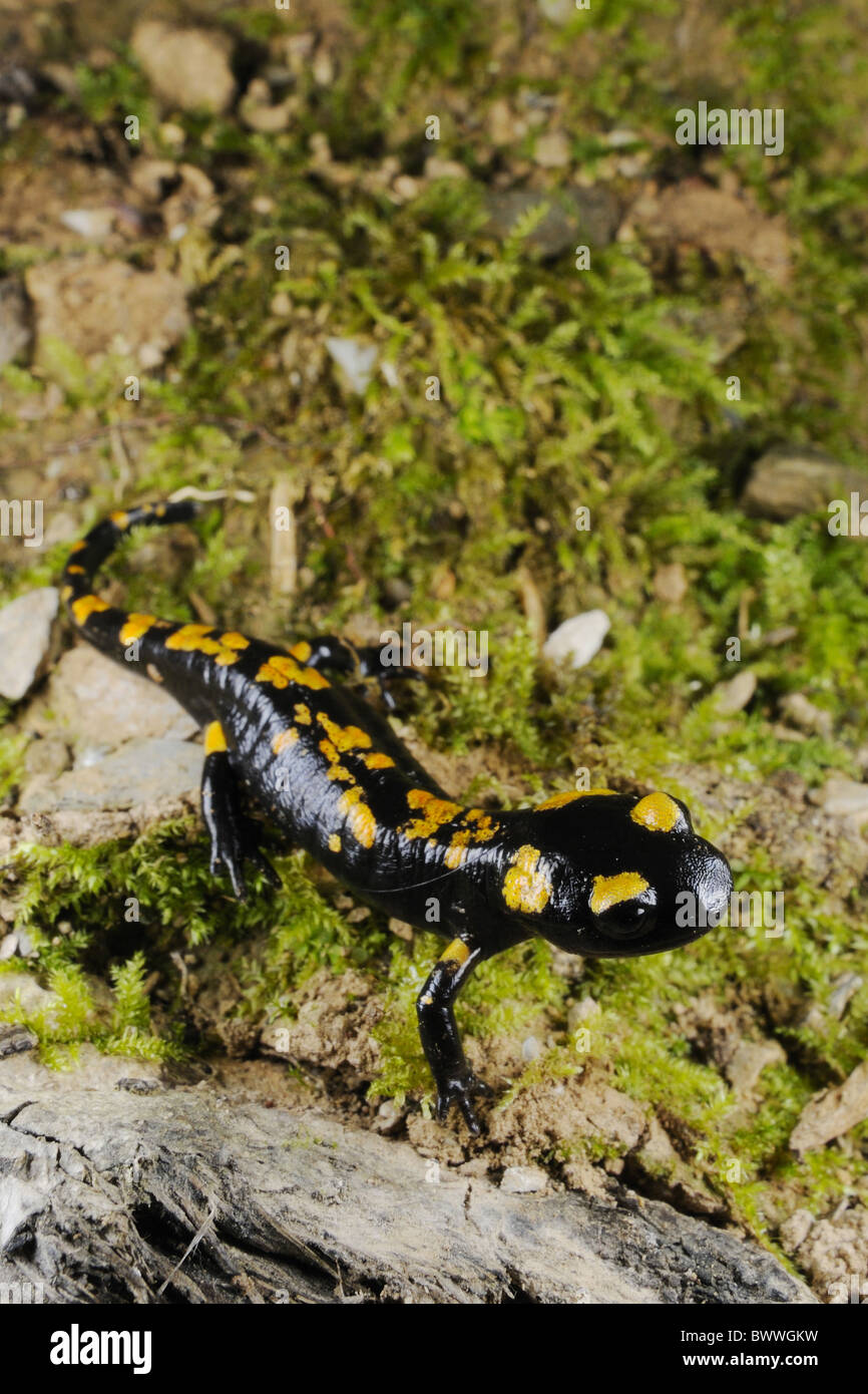 Salamandre terrestre Salamandra salamandra jeune Photo Stock Alamy — free download