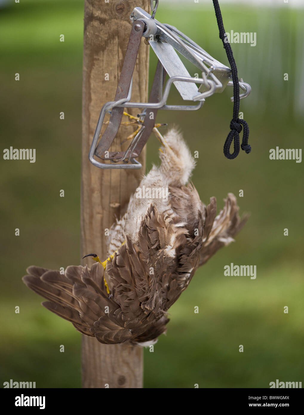 Faucon crécerelle (Falco tinnunculus) morts, capturés dans des pièges placés sur poteau en bois haut de poteau, Angleterre, juillet Banque D'Images