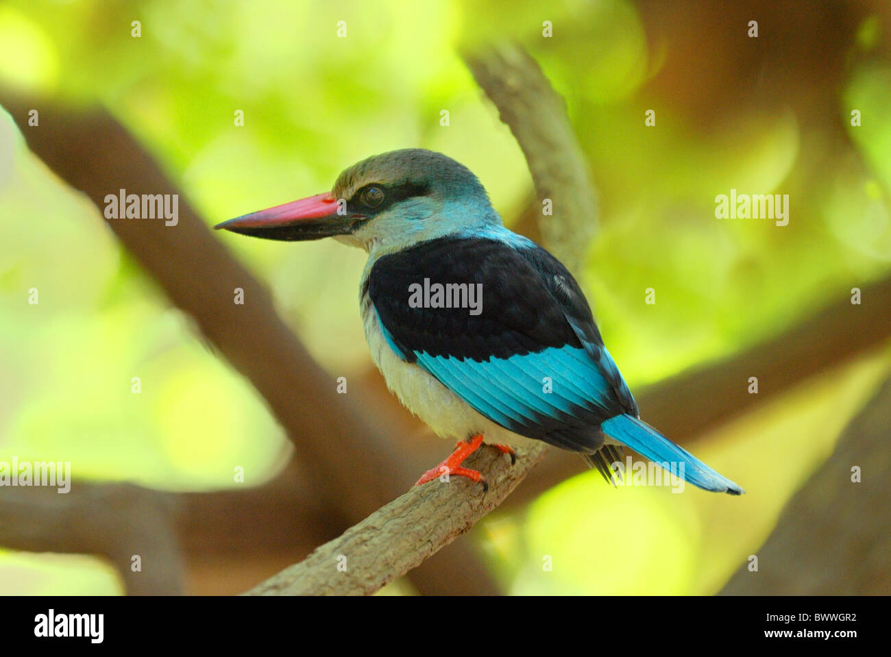 Blue-breasted Kingfisher (Halcyon malimbica) adulte, perché sur une branche dans la forêt côtière, parc forestier de Bijilo, Gambie, avril Banque D'Images