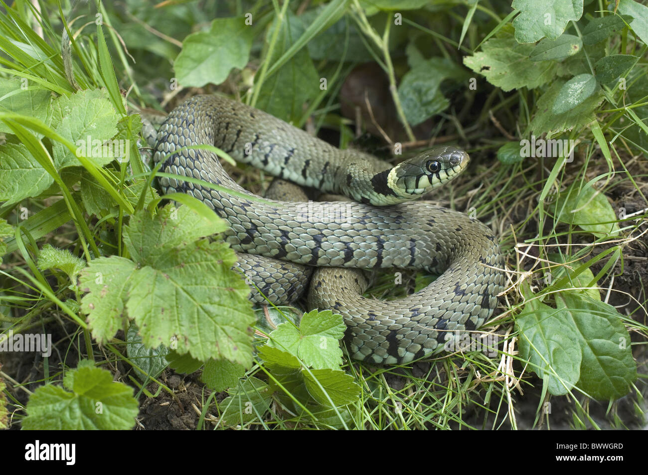 Les serpents serpents reptiles reptiles prédateurs Prédateur animal animaux Asie Europe Asie eurasie européenne "semi-aquatiques eurasien' Banque D'Images