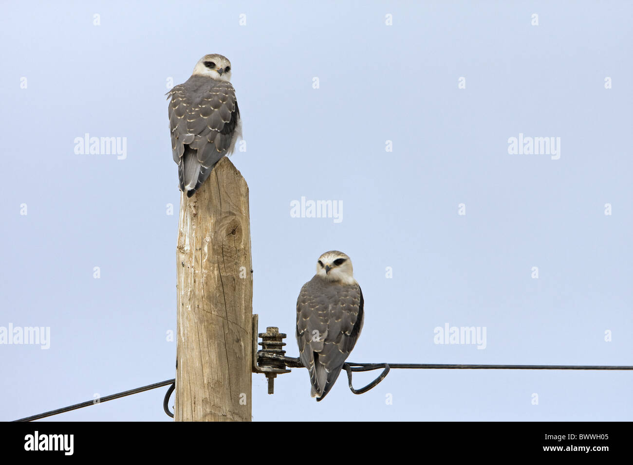 Black-shouldered Kite (Elanus caeruleus) deux juvéniles à l'envol, perché sur poteau télégraphique et fil, Estrémadure, Espagne, mai Banque D'Images