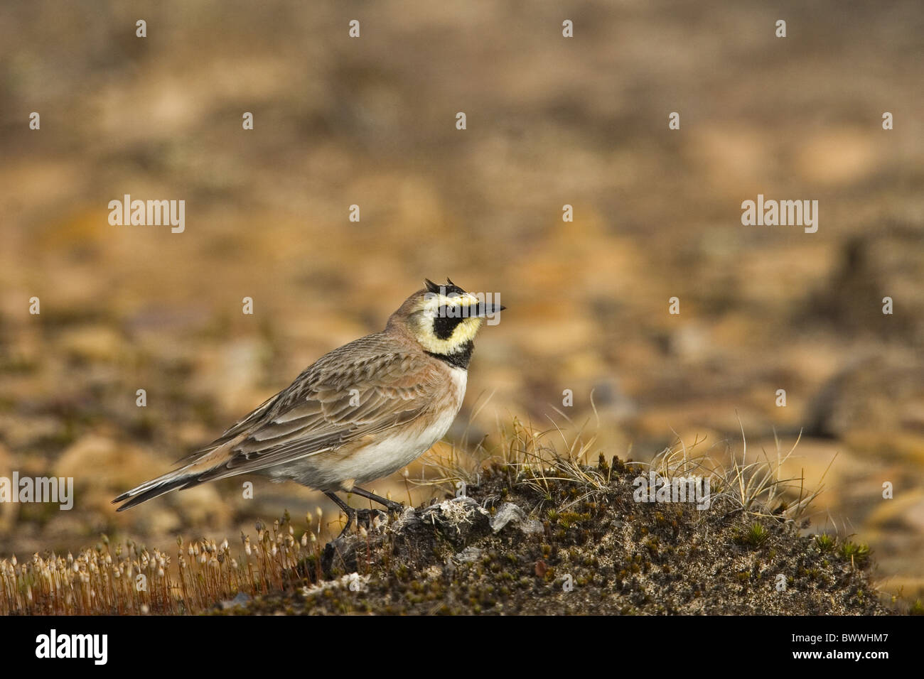 Shore Alouette hausse-col (Eremophila alpestris) adulte, debout sur le sol, Varangerfjord, Finnmark, Norvège Banque D'Images