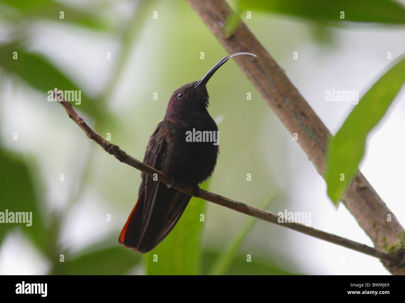 Jamaican Mango (Anthracothorax mango) mâle adulte, avec la langue dehors, perché sur des rameaux, la Jamaïque, novembre Banque D'Images