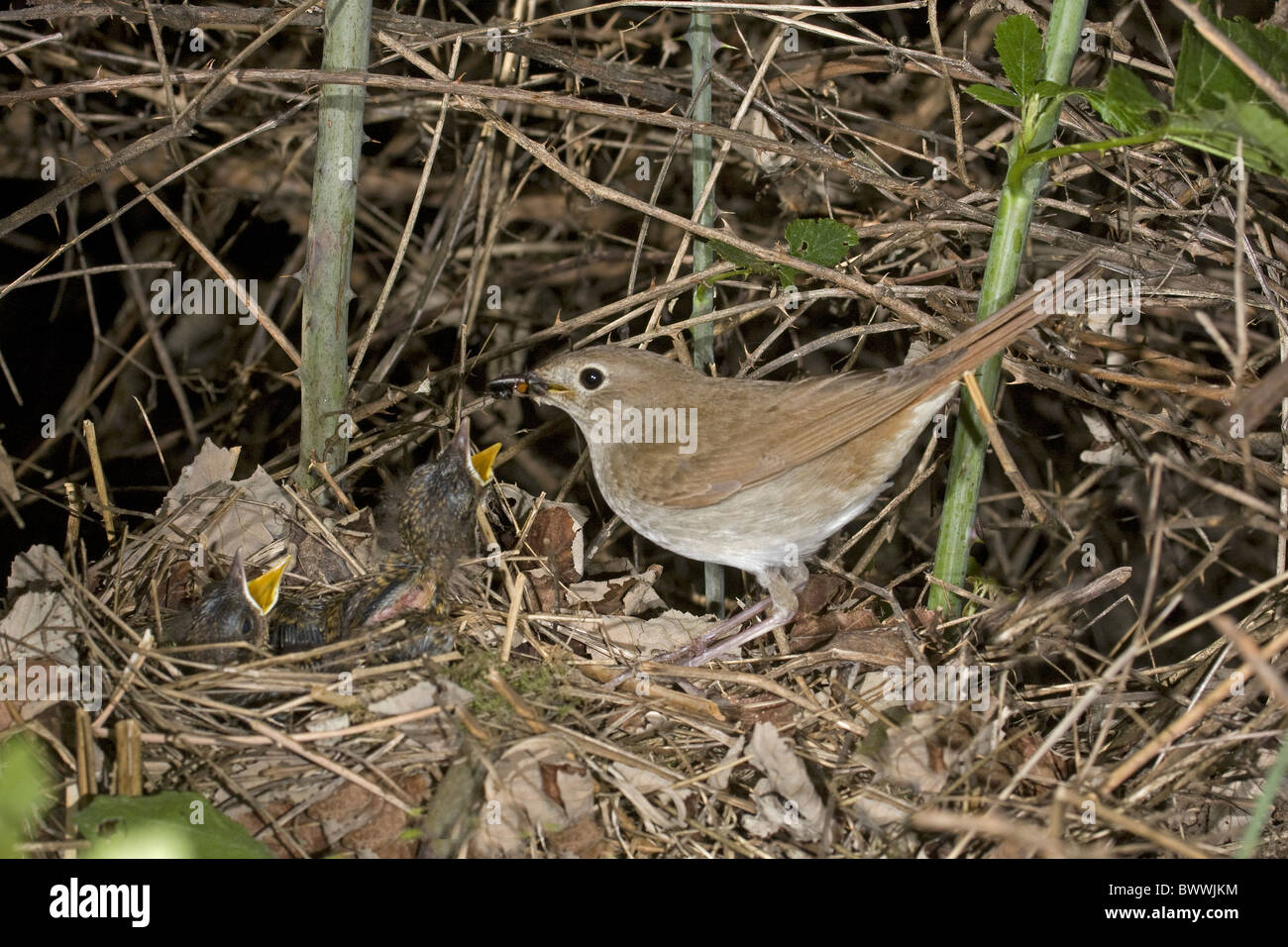 Luscinia megarhynchos Nightingale (commune) des profils, l'alimentation des poussins au nid, Estrémadure, Espagne, mai Banque D'Images