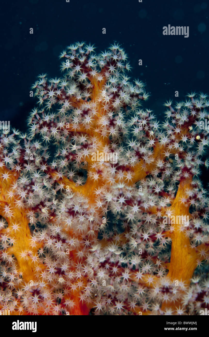 Divaricate Soft Coral Tree (Dendronephthya (Roxasia) sp.) étendue, Pulau Putri polypes, Mille-Îles, Jakarta, Java, Banque D'Images