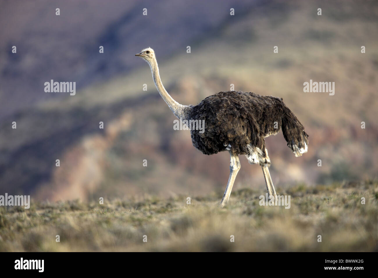 Autruche d'Afrique du Sud (Struthio camelus australis) femelle adulte, randonnée pédestre, Mountain Zebra N.P., Eastern Cape, Afrique du Sud Banque D'Images