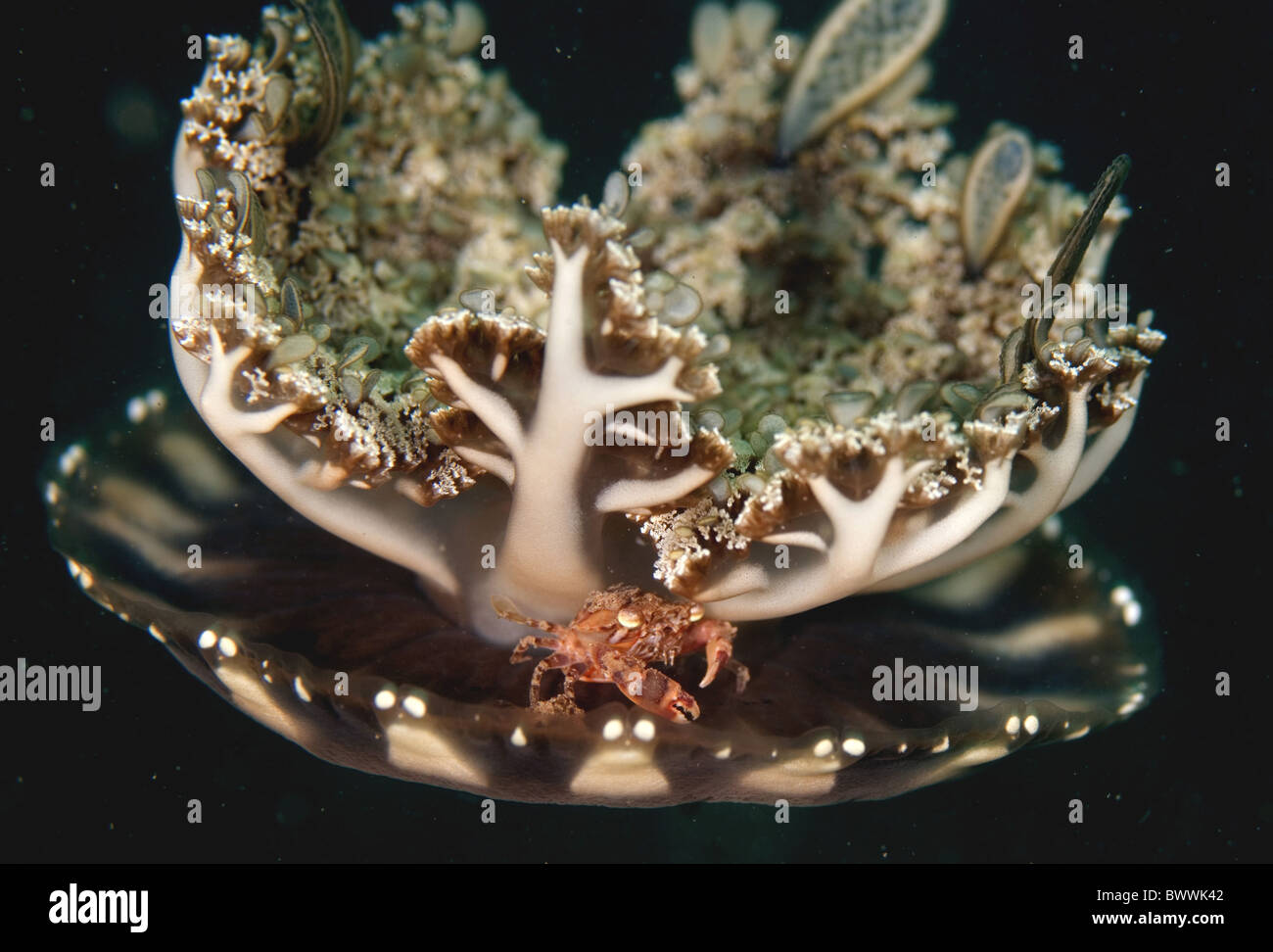 Crabe (Lissocarcinus arlequin laevis) des profils, sur l'envers (méduses), Andromède Cassiopée Maumere, Flores, Banda Mer, Banque D'Images