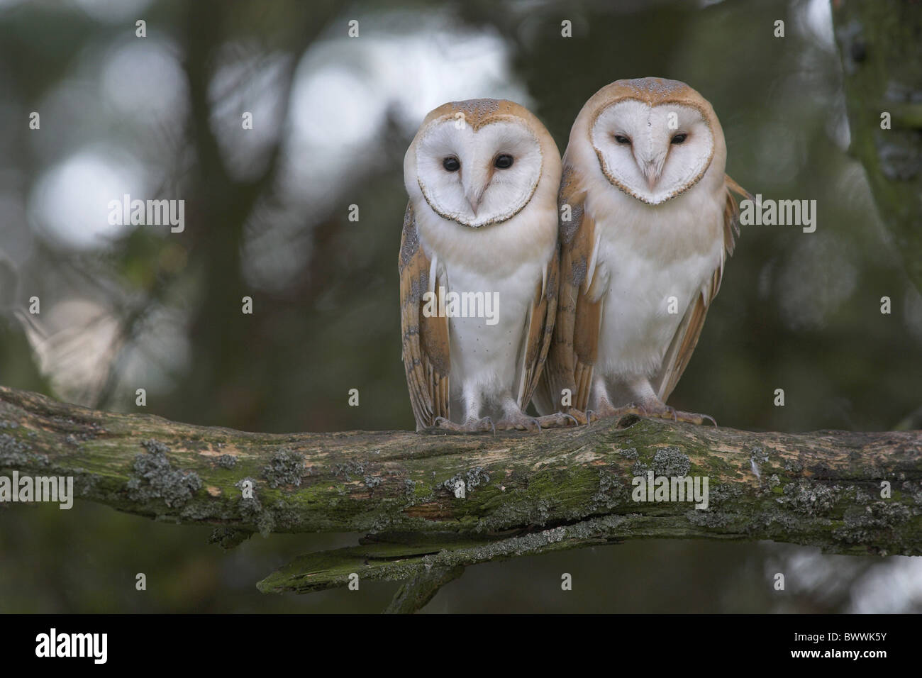 Effraie des clochers (Tyto alba) deux immatures, perché sur la succursale de crépuscule, Frontières, Ecosse Banque D'Images