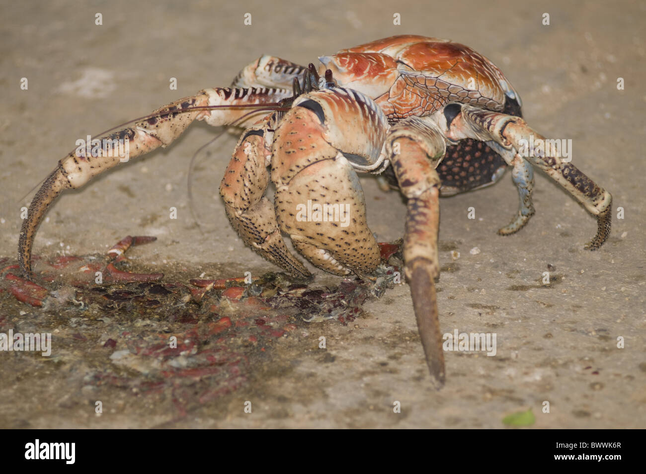 Crabe voleur Roadkill Road crustacé cannibale Birgus latro Christmas Island Australie animal animaux crabes crabe crustacé Banque D'Images