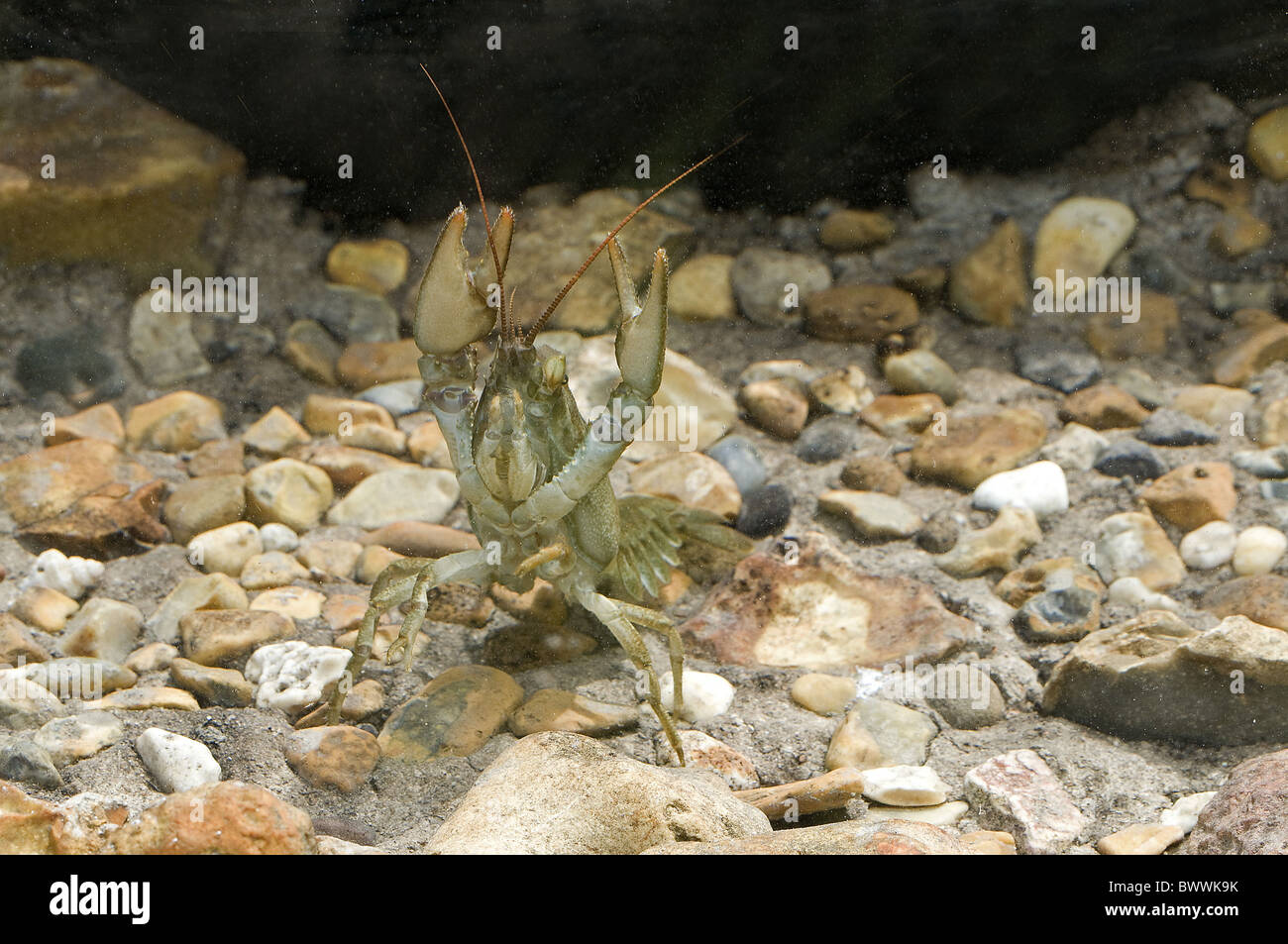 Animal animaux crustacés crustacés astacidae écrevisse invertébrés invertébrés écrevisses europe european white-griffé Banque D'Images