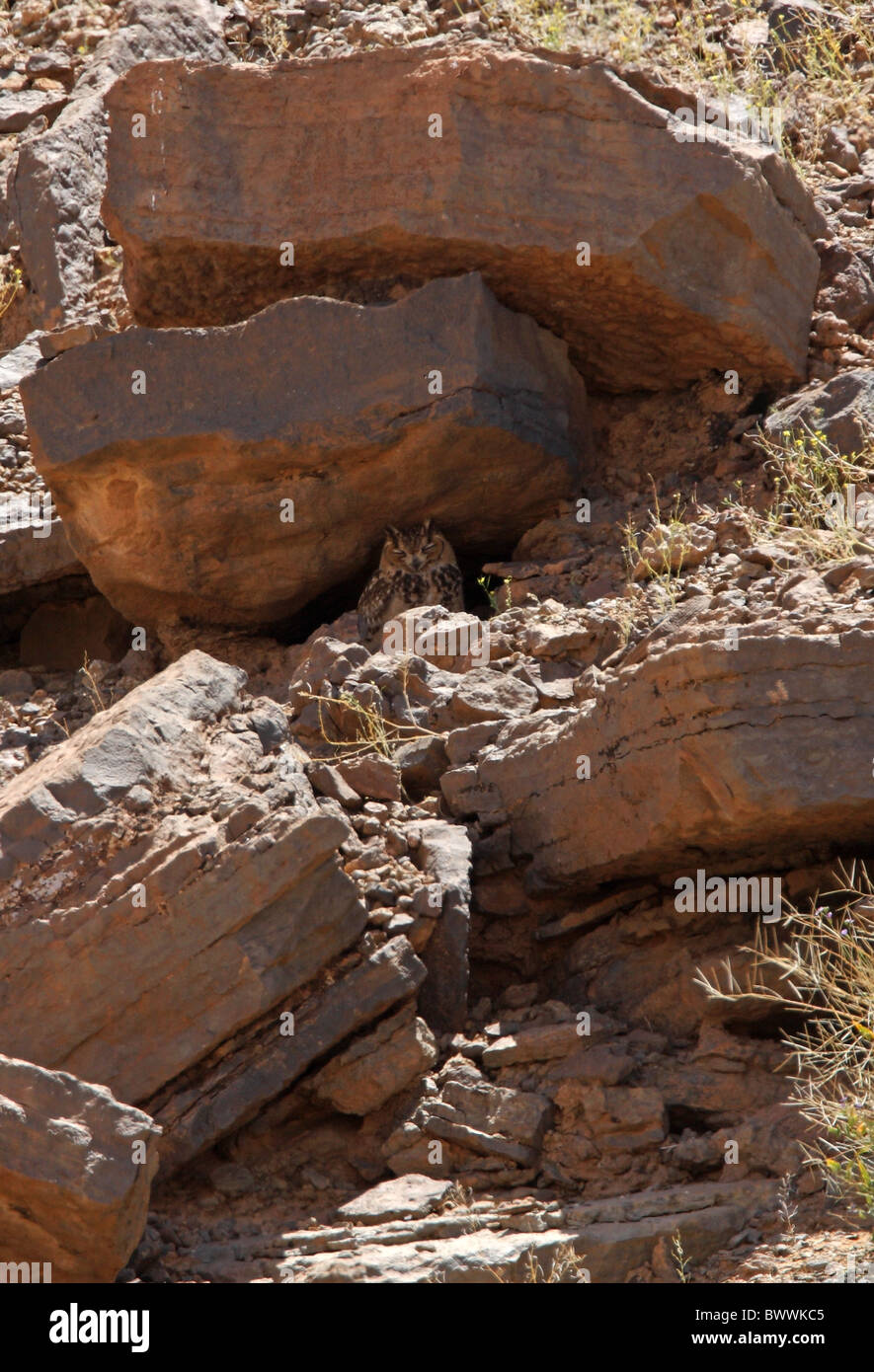 Le pharaon d'EAGLE-owl (Bubo ascalaphus ascalaphus) adulte, perché sur la pente rocheuse, Maroc, avril Banque D'Images