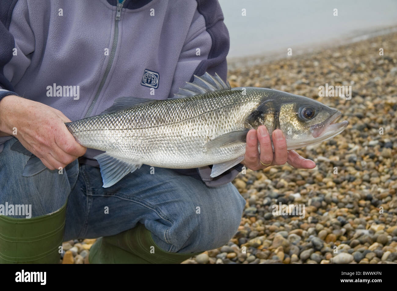Activités Activité de pêche Les pêcheurs Pêcheurs Bass Bay Plage Plages Grande-bretagne britannique capture captures côtières Dorset Coast pris Banque D'Images