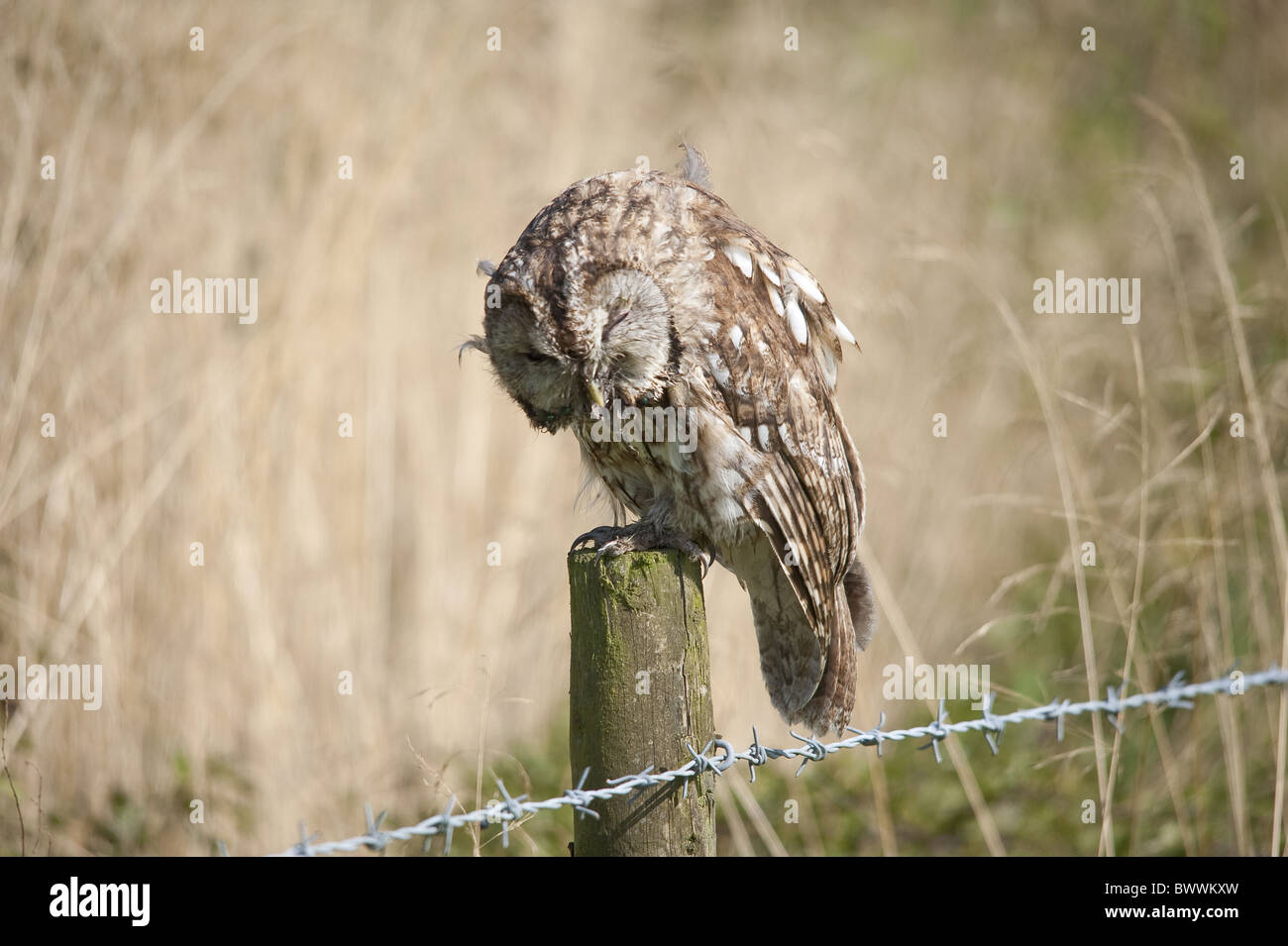 Tawny Owl (Strix Aluco enr.) des profils, des malades et peut-être empoisonné, perché sur fencepost, Angleterre Banque D'Images