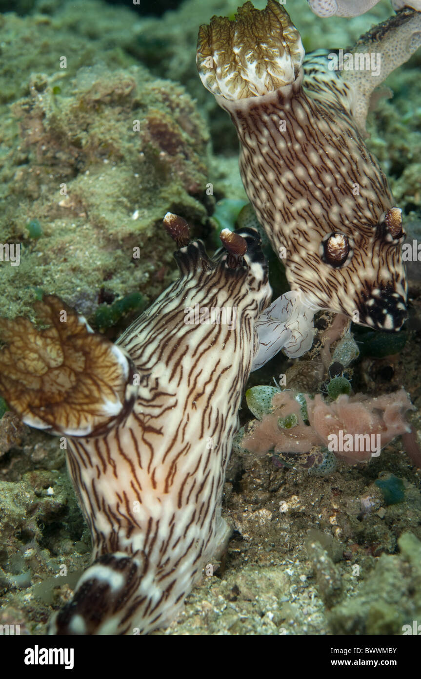 Les Kentrodoris Nudibranch rubescens Rhino City Reef Marine Mer Plongée sous-marine Plongée Ambon Indonésie animal animaux 'sea Banque D'Images