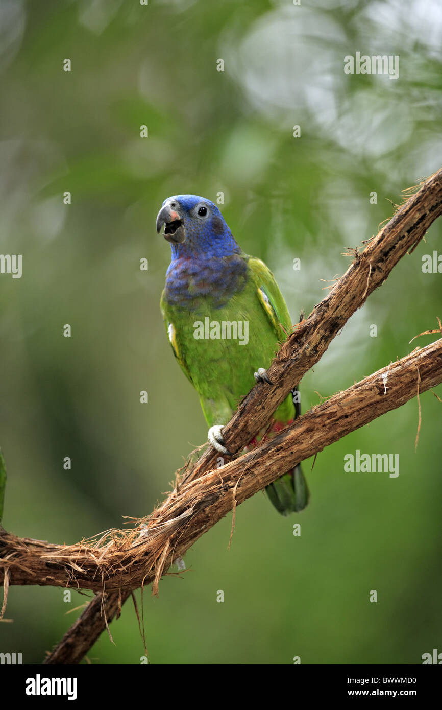 Amazone à tête bleue (Pionus menstruus) adulte, perché sur une branche, appelant, Pantanal, Mato Grosso, Brésil Banque D'Images