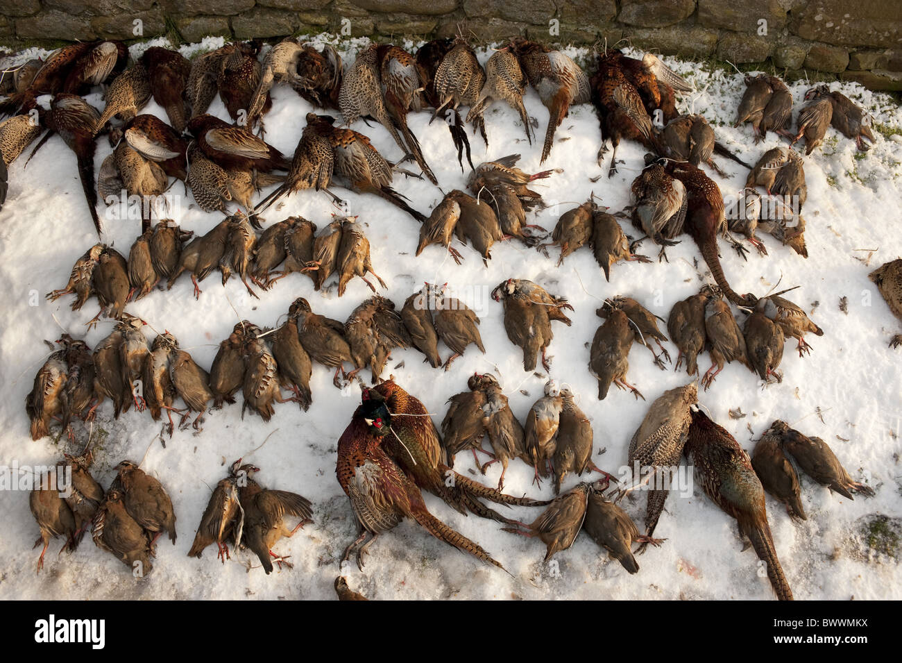 Red-legged Partridge (Alectoris rufa) et le faisan commun (Phasianus colchicus), tourné, portant sur la neige après le tournage, Lancashire, Angleterre, hiver Banque D'Images