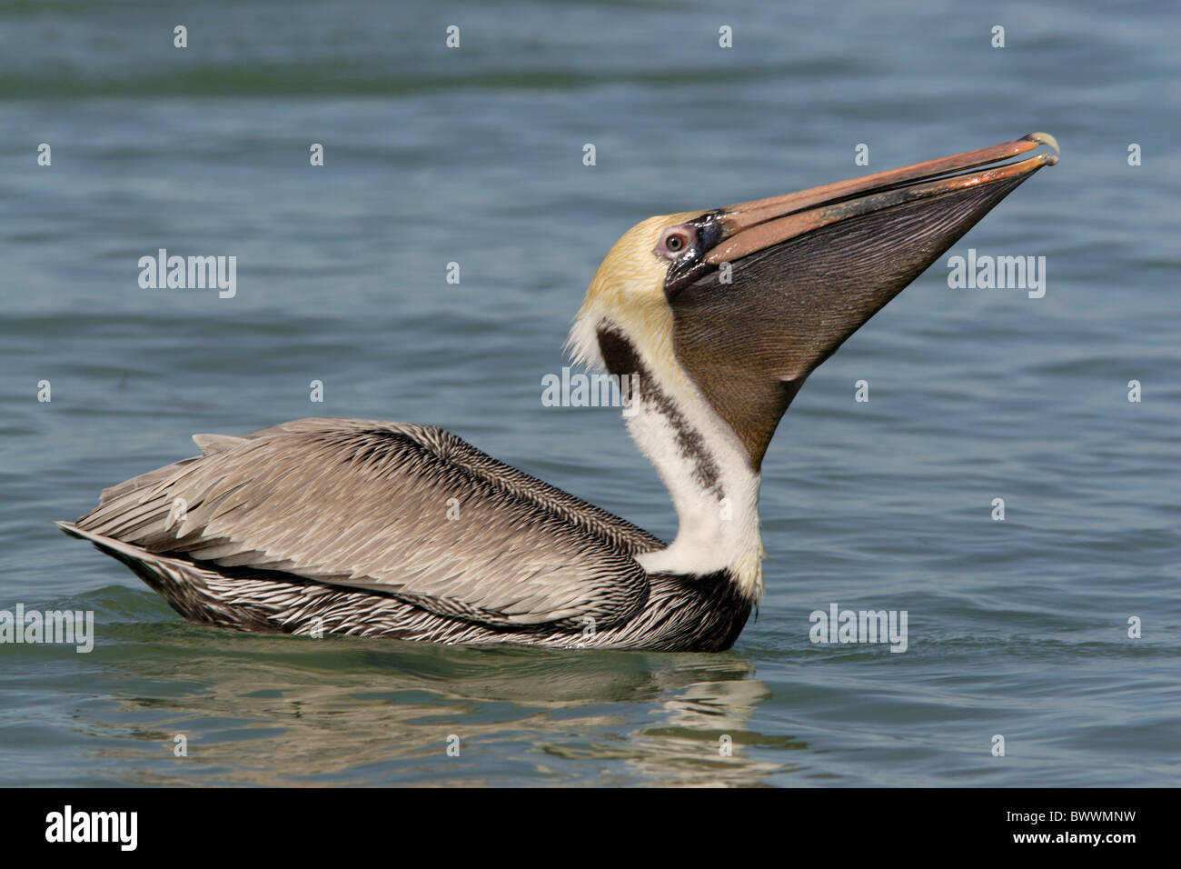 Pélican brun (Pelecanus occidentalis), l'ingestion de poissons, adultes natation en mer, Sanibel Island, Floride, États-Unis, février Banque D'Images