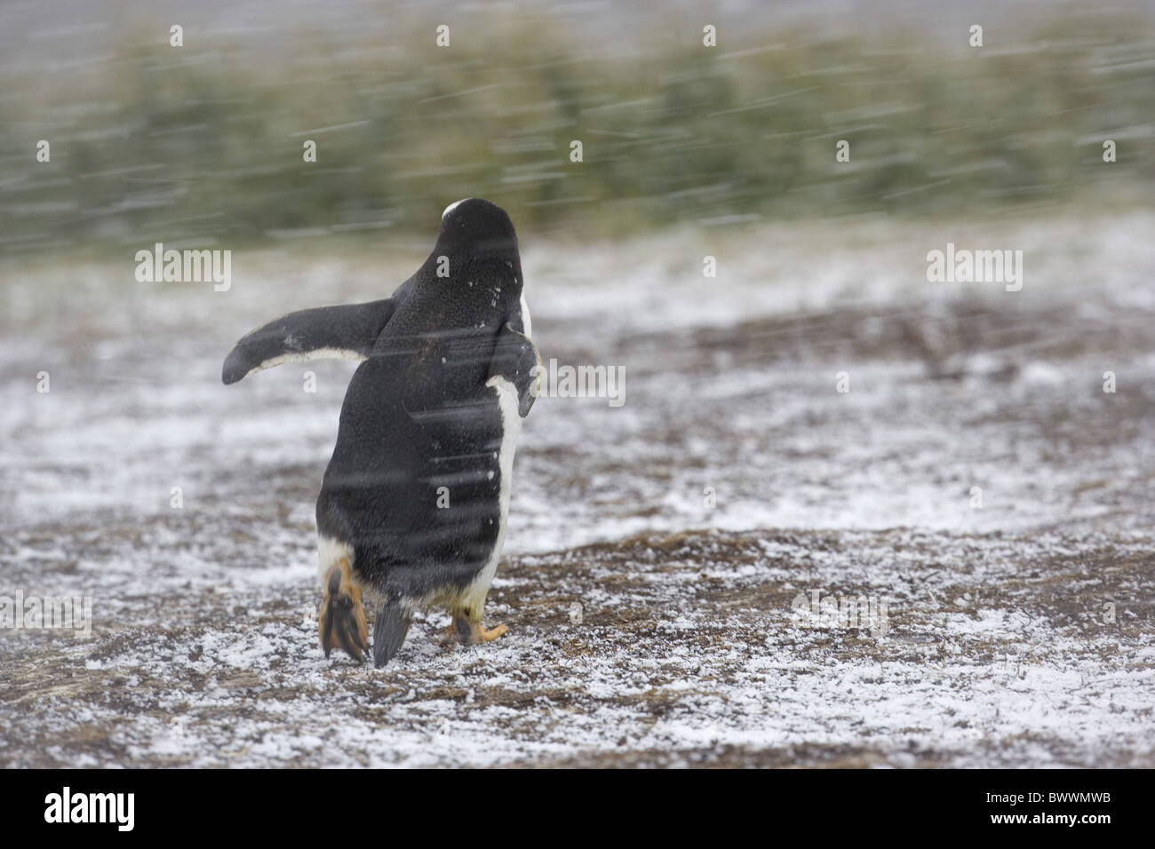 Gentoo pingouin (Pygoscelis papua) adulte, la marche dans une tempête de neige, la Géorgie du Sud Banque D'Images