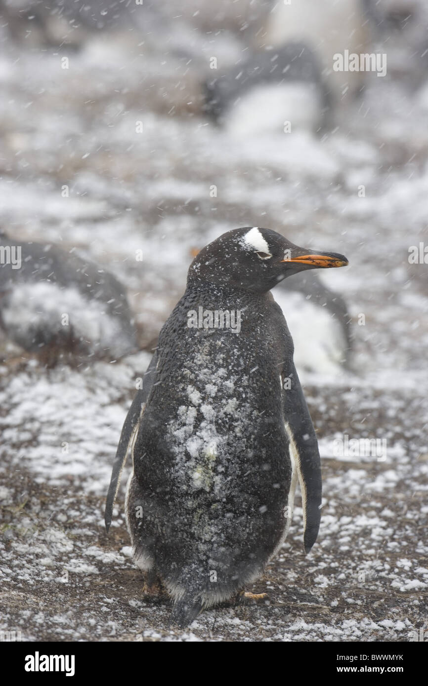 Gentoo pingouin (Pygoscelis papua) adulte, debout dans la tempête, des îles Malouines Banque D'Images
