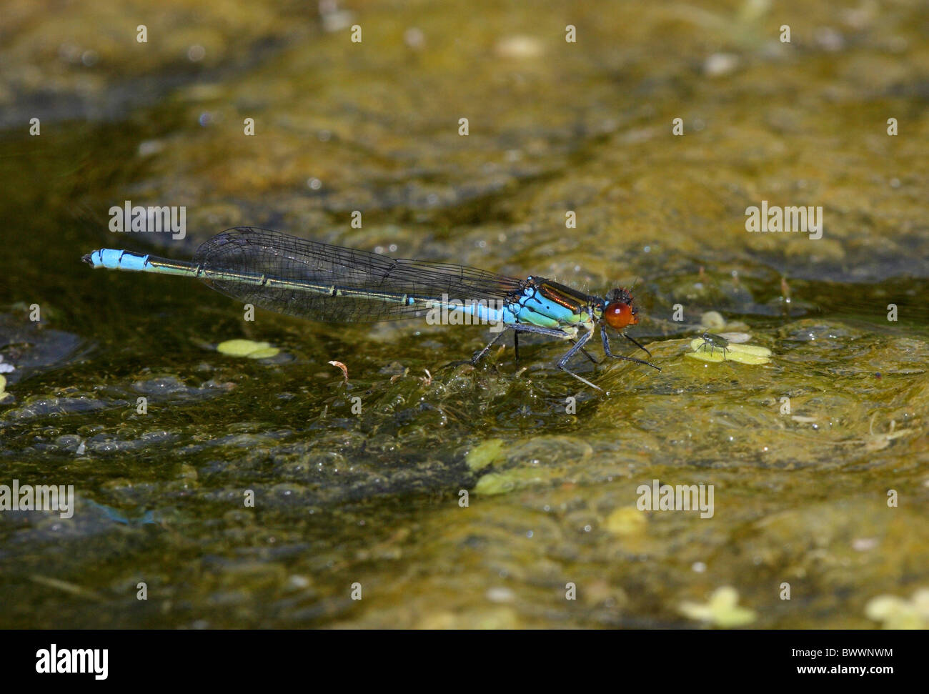 Animal animaux invertébrés invertébrés Arthropodes Arthropodes Insectes Insectes odonates libellule libellules europe européen Banque D'Images