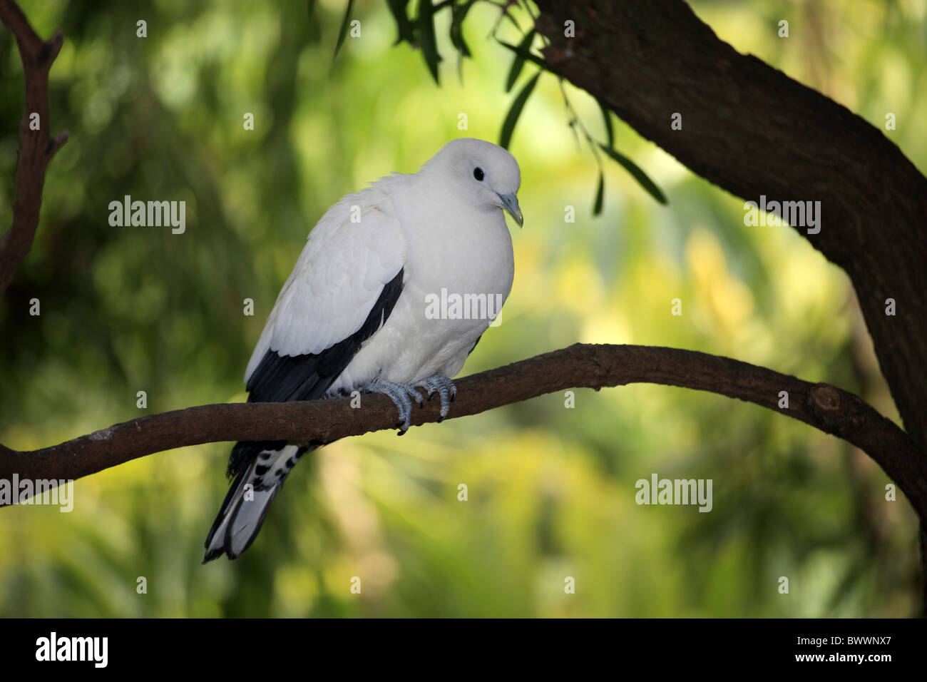 Pied Imperial-pigeon (Ducula bicolor) adulte, perché sur une branche, l'Australie Banque D'Images