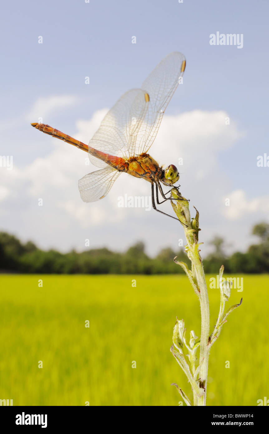 Sympetrum depressiusculum espèces menacées de disparition des espèces rares de libellules rares invertébrés Italie ricefield rouge Banque D'Images