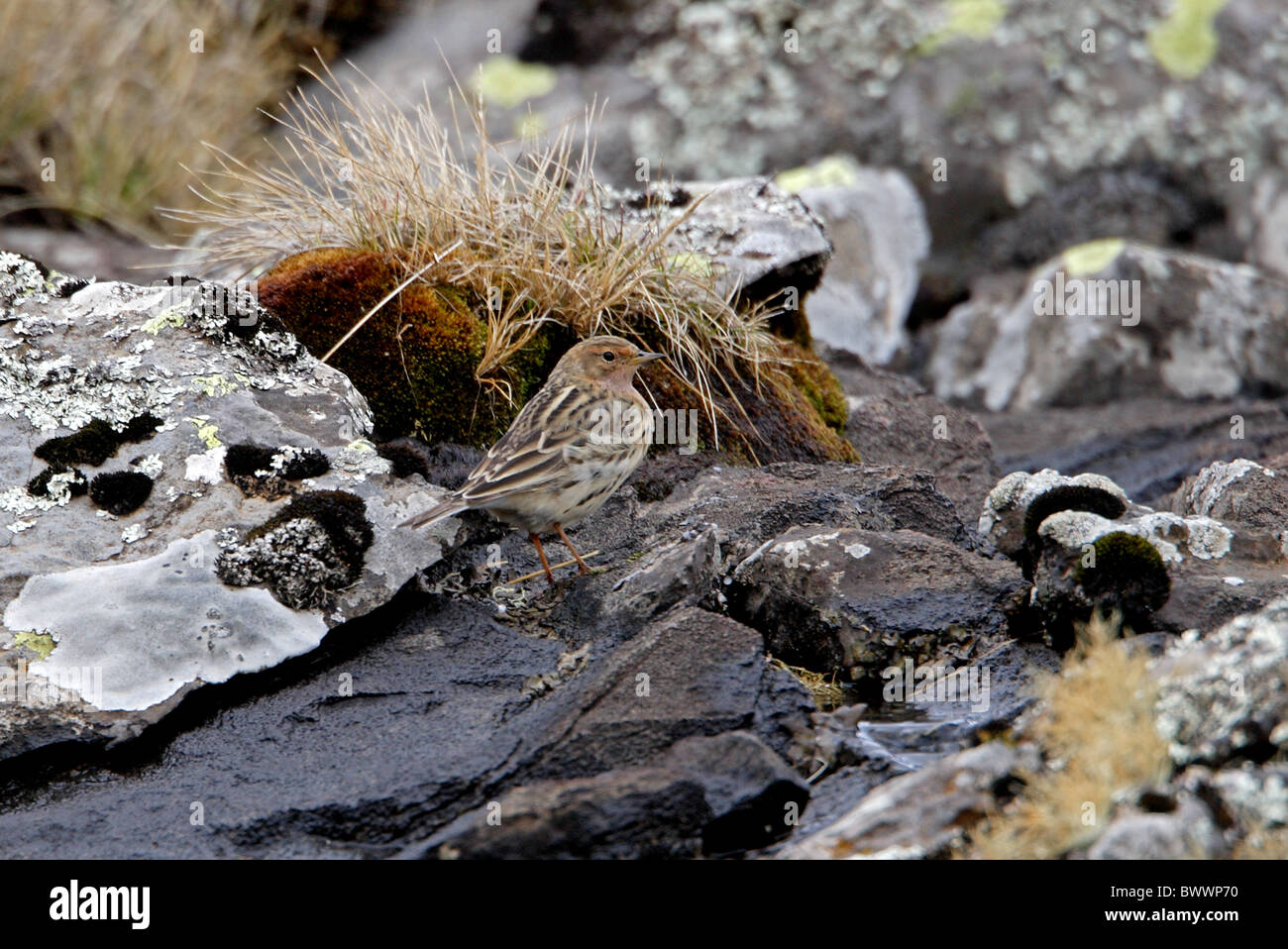 Des pipits à gorge rousse (Anthus cervinus) adulte, debout dans les hautes terres rocheuses moor, montagnes de balle N.P., Oromia, en Éthiopie, avril Banque D'Images