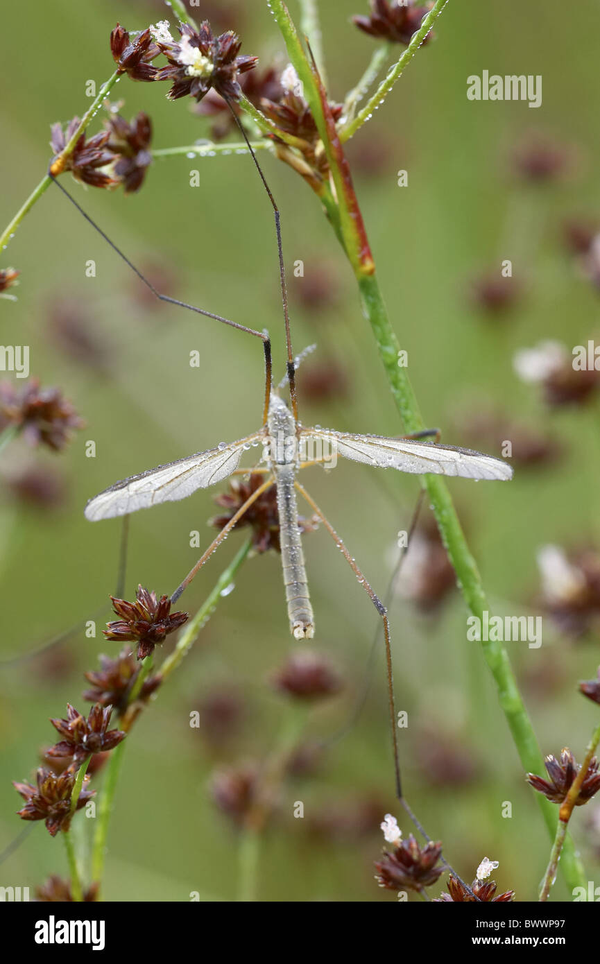 Daddy-Long-Legs Tipula paludosa Insectes Insectes rosée.jambe jambes papa longues jambes invertébrés invertébrés arthropodes animal animaux Banque D'Images