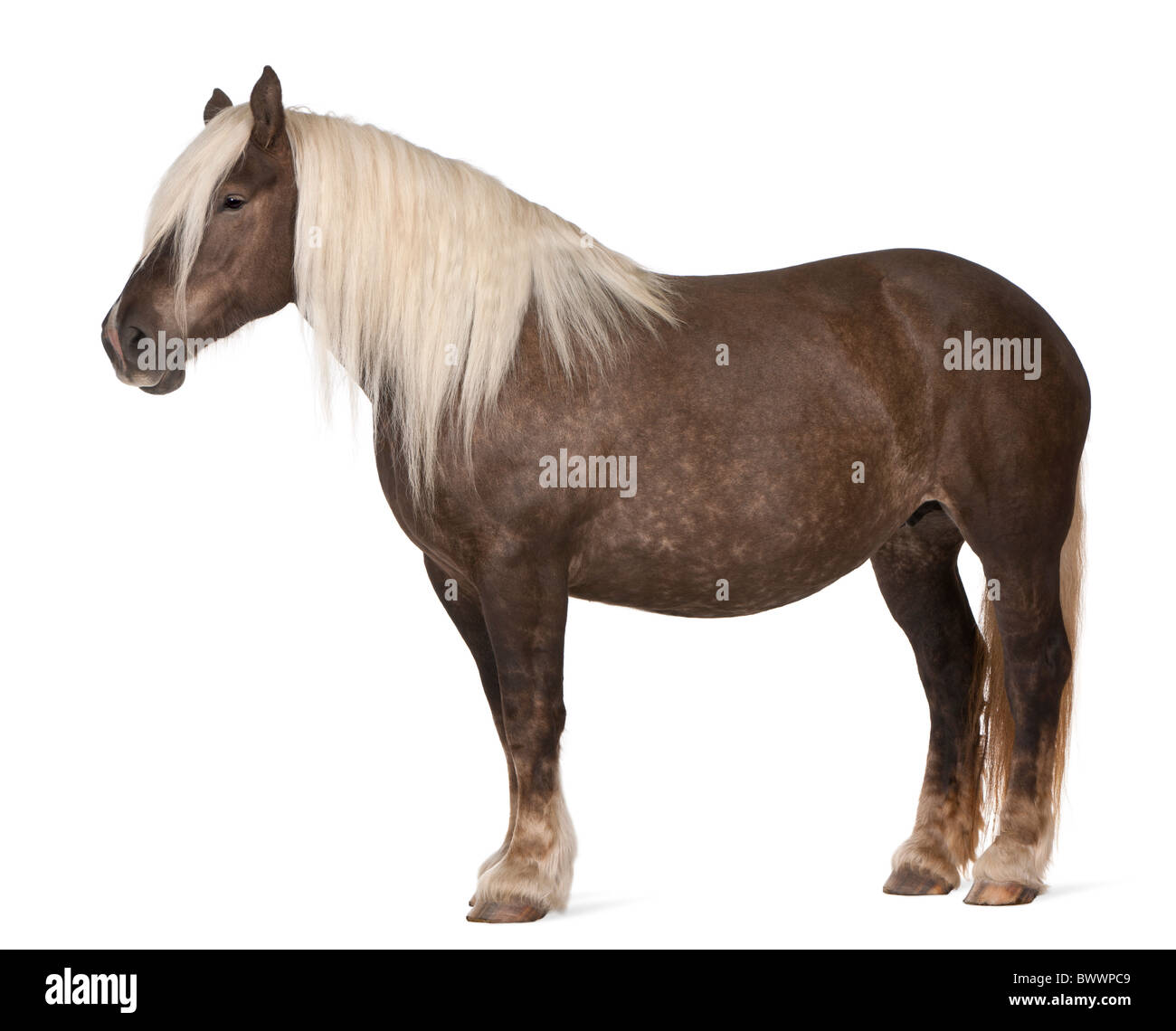 , Equus caballus, 10 ans, in front of white background Banque D'Images