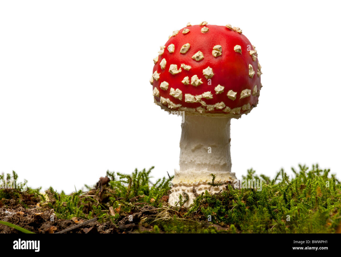 Fly Fly agaric ou Amanita champignons, Amanita muscaria, in front of white background Banque D'Images