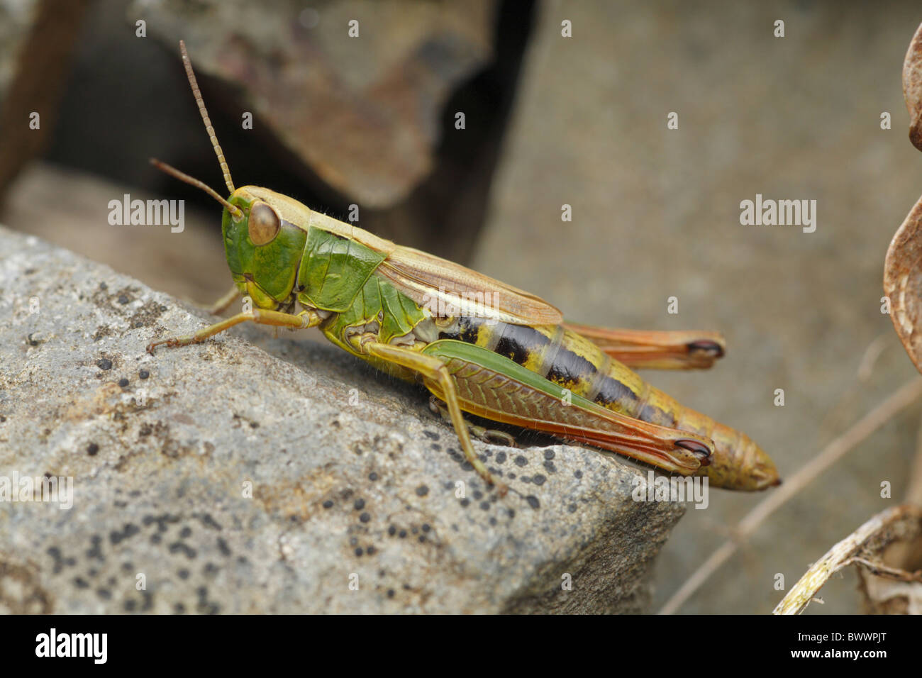 Orthoptères sauterelles Chorthippus bug insecte naturel nature sauvage faune environnement europe european powys Banque D'Images