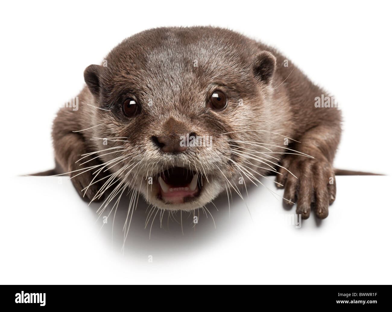 , Amblonyx cinereus, 5 ans, avec bouche ouverte in front of white background Banque D'Images